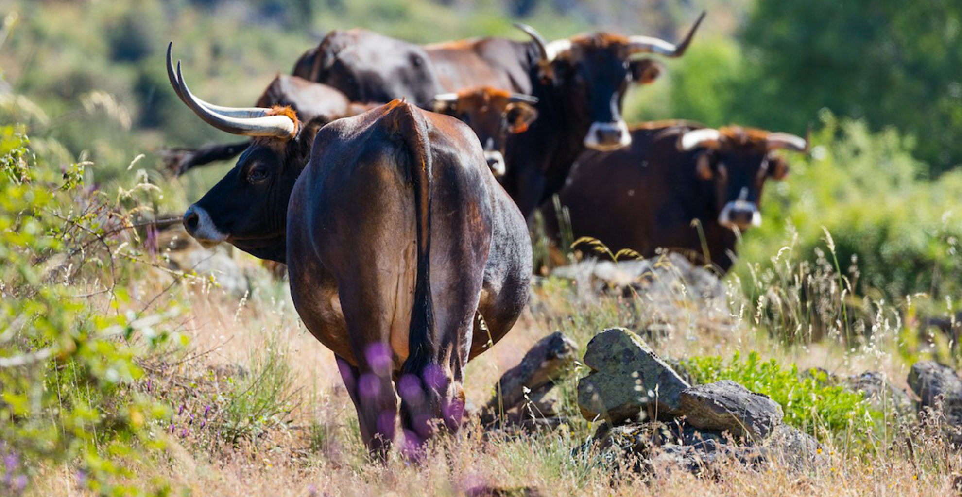 CÂMARA DE VILA REAL ATUALIZA SUBSÍDIO ANUAL PARA PRODUTORES PECUÁRIOS
